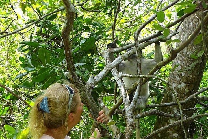 Jozani Forest Tour: See Zanzibar Red Colobus & Walk the Mangroves photo 2