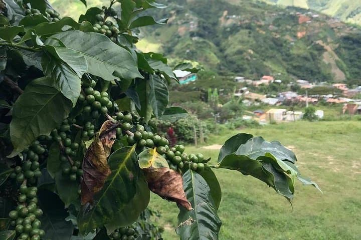 Medellín Coffee Tour: All-Inclusive Farm Visit & Tasting photo 5