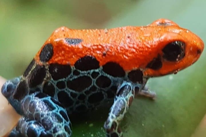 Full-Day Pacaya Samiria Reserve: Amazon Wildlife Cruise from Iquitos photo 2