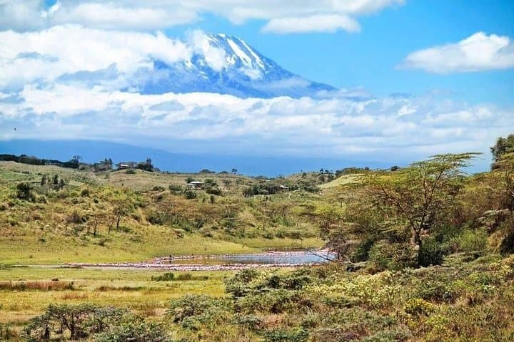 1-Day Kilimanjaro Hike on the Machame Route: Rainforest to Shira Plateau photo 6