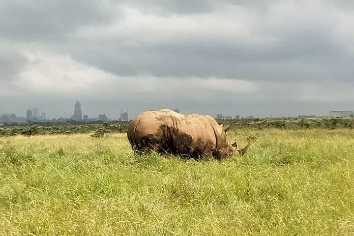 Amboseli Safari: 3-Day Wildlife Expedition with Kilimanjaro Views photo 3