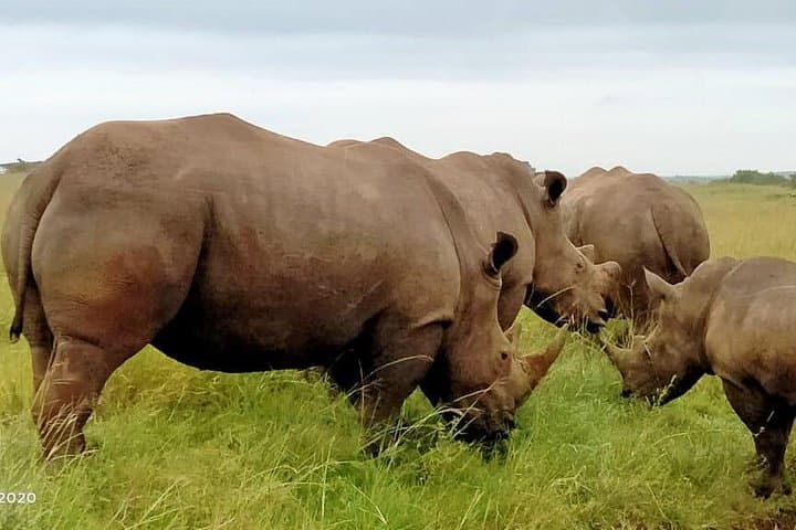 Amboseli Safari: 3-Day Wildlife Expedition with Kilimanjaro Views photo 4