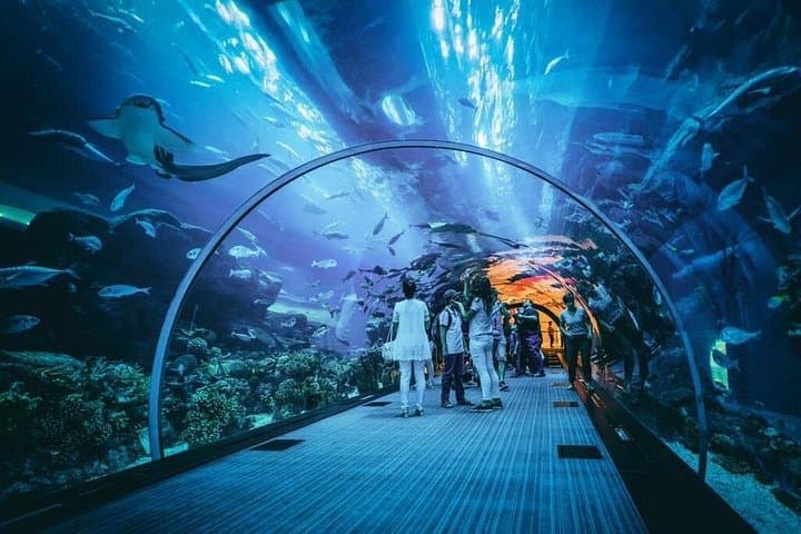 Dubai Aquarium & Underwater Zoo: Tickets, Tunnel Walk and Shark Dives photo 4