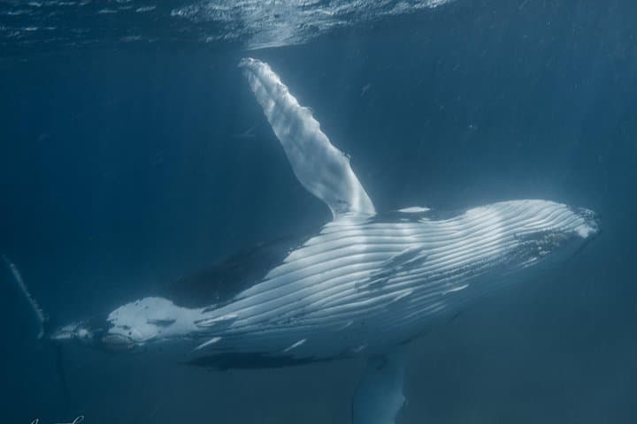 Coral Bay Humpback Whale Safari — Swim and Watch Migrating Humpbacks at Ningaloo Reef