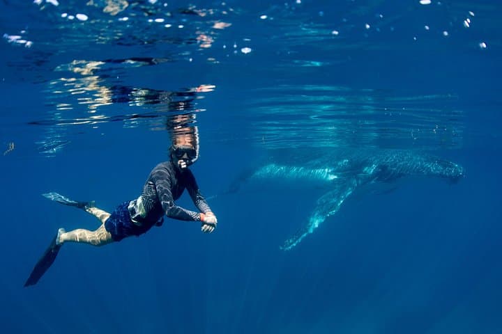 Coral Bay Humpback Whale Safari — Swim and Watch Migrating Humpbacks at Ningaloo Reef photo 2