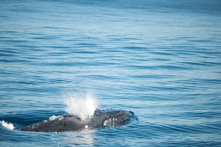 Coral Bay Humpback Whale Safari — Swim and Watch Migrating Humpbacks at Ningaloo Reef photo 3