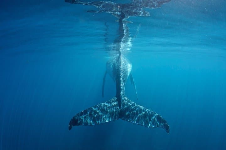 Coral Bay Humpback Whale Safari — Swim and Watch Migrating Humpbacks at Ningaloo Reef photo 4