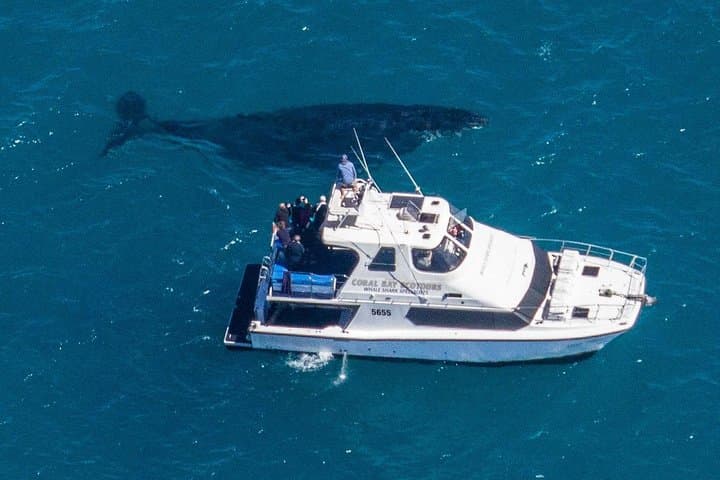 Coral Bay Humpback Whale Safari — Swim and Watch Migrating Humpbacks at Ningaloo Reef photo 5