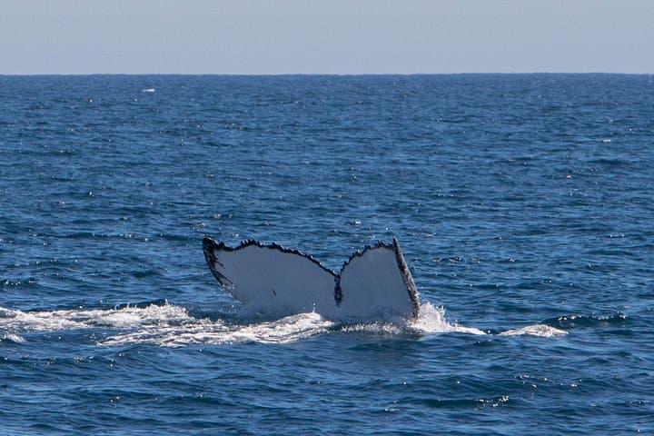Coral Bay Humpback Whale Safari — Swim and Watch Migrating Humpbacks at Ningaloo Reef photo 6