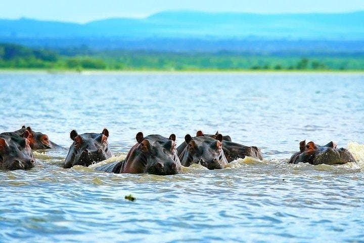 12-Day Kenya & Tanzania Private Safari: Maasai Mara to Serengeti with Chinese Guide photo 6