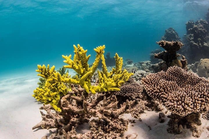 Coral Bay Glass-Bottom Boat: 1-Hour Ningaloo Reef Coral Viewing photo 4