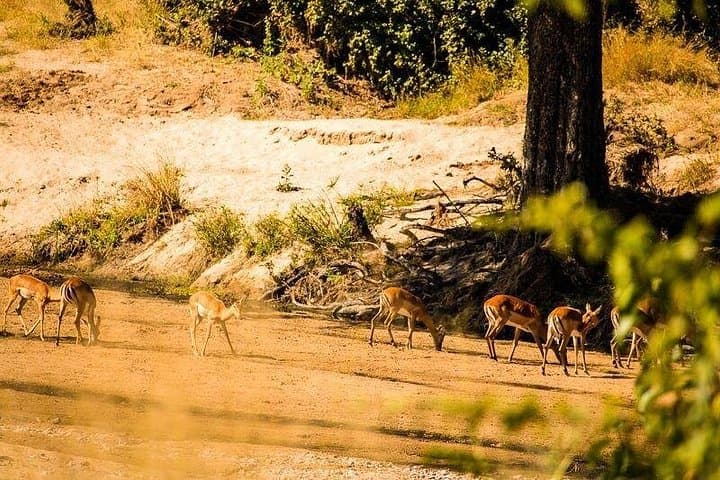 7-Day Ruaha Safari and Zanzibar Combo — Big Game to Indian Ocean Beaches photo 3