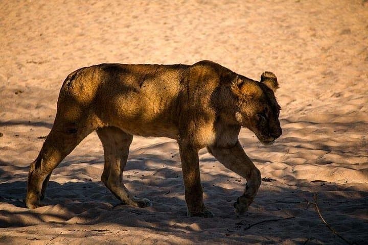 7-Day Ruaha Safari and Zanzibar Combo — Big Game to Indian Ocean Beaches photo 4