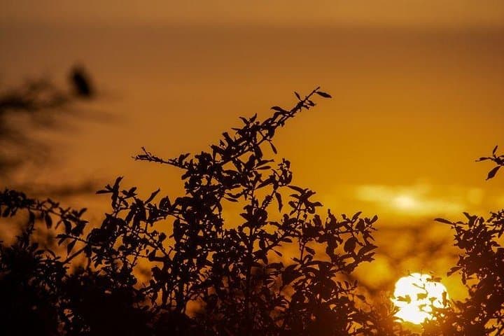 3-Day Selous Game Reserve Safari: Walks, Game Drives & Rufiji River Wildlife photo 1