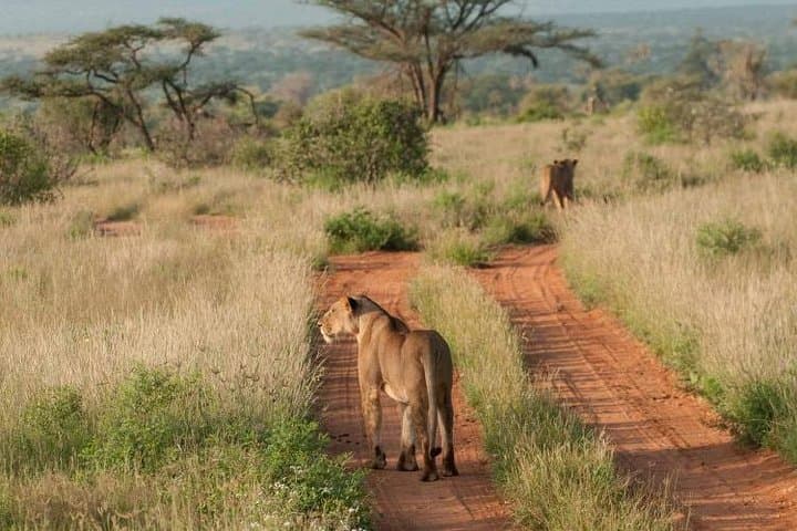 Explore Nairobi National Park: Urban Wildlife Safari and Conservation Experience photo 5