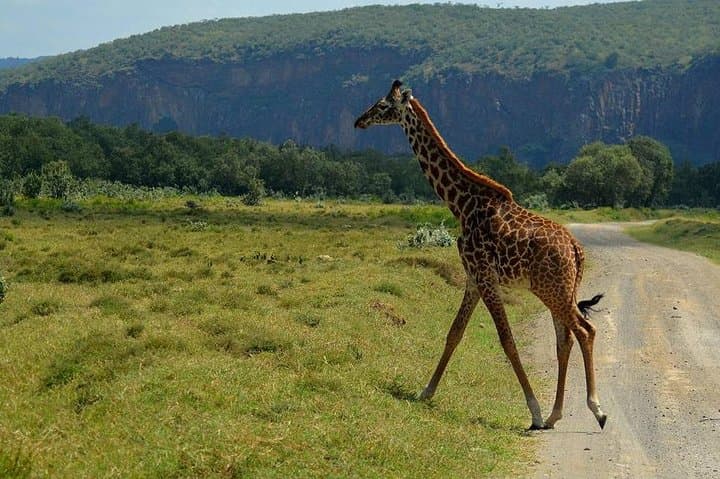 12-Day Kenya & Tanzania Private Safari: Maasai Mara to Serengeti with Chinese Guide photo 3