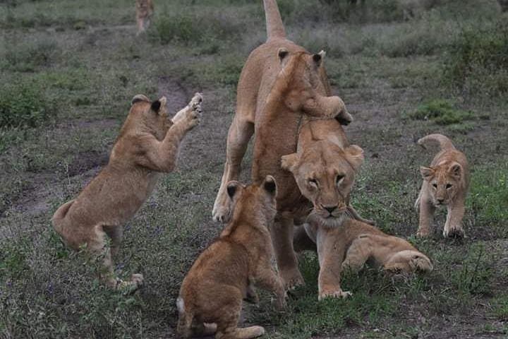 Private Day Safari to Ngorongoro Crater from Arusha photo 4