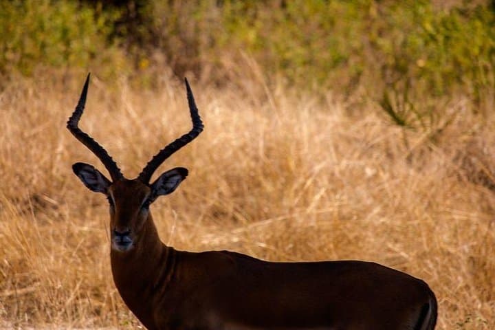 3-Day Selous Game Reserve Safari: Walks, Game Drives & Rufiji River Wildlife photo 2