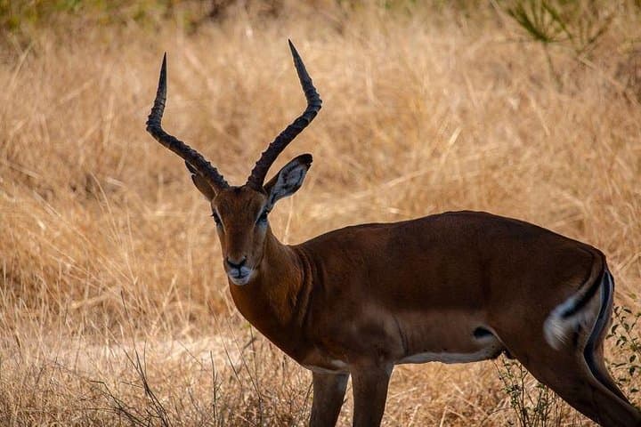 3-Day Selous Game Reserve Safari: Walks, Game Drives & Rufiji River Wildlife photo 3