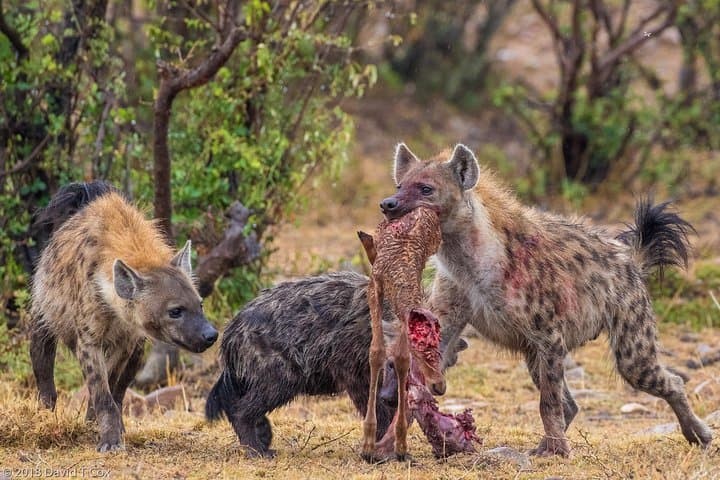 Mikumi Game Drive Safari: 2-Day Wildlife Adventure from Dar es Salaam