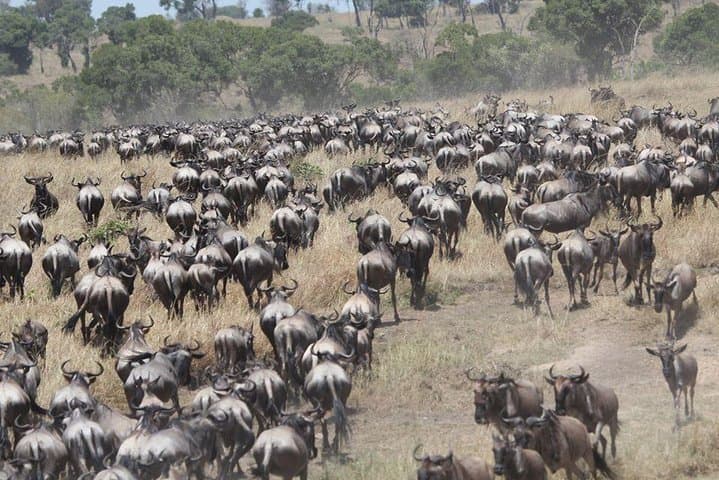 10-Day Wildebeest Migration Safari — Serengeti & Ngorongoro Game Drives