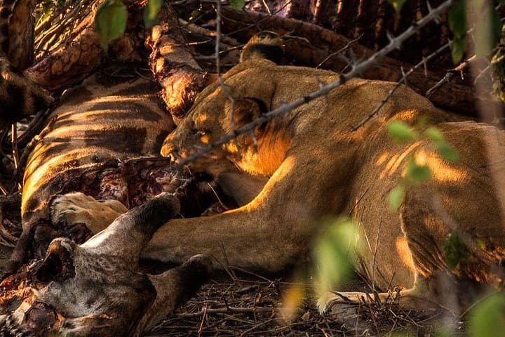 10-Day Wildebeest Migration Safari — Serengeti & Ngorongoro Game Drives photo 3