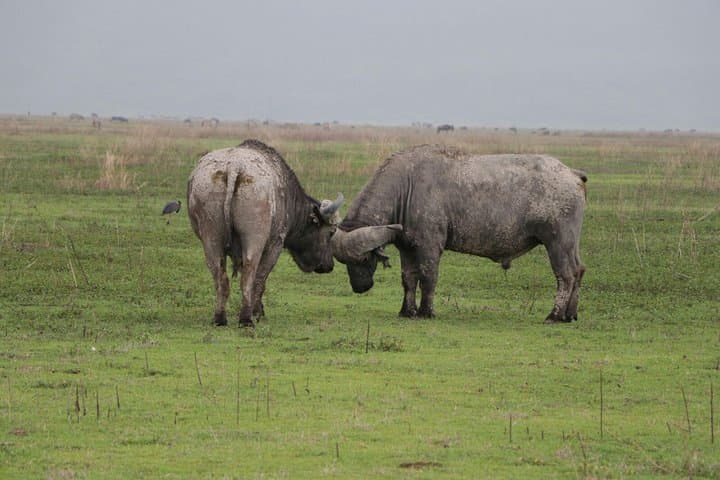 Mikumi Game Drive Safari: 2-Day Wildlife Adventure from Dar es Salaam photo 2