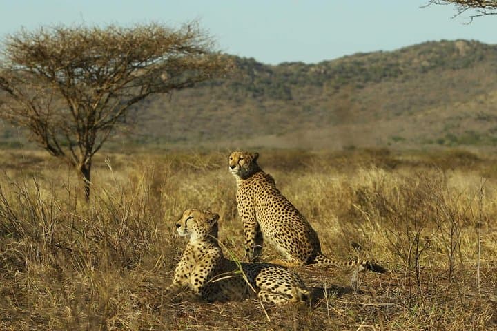 Mikumi Game Drive Safari: 2-Day Wildlife Adventure from Dar es Salaam photo 3