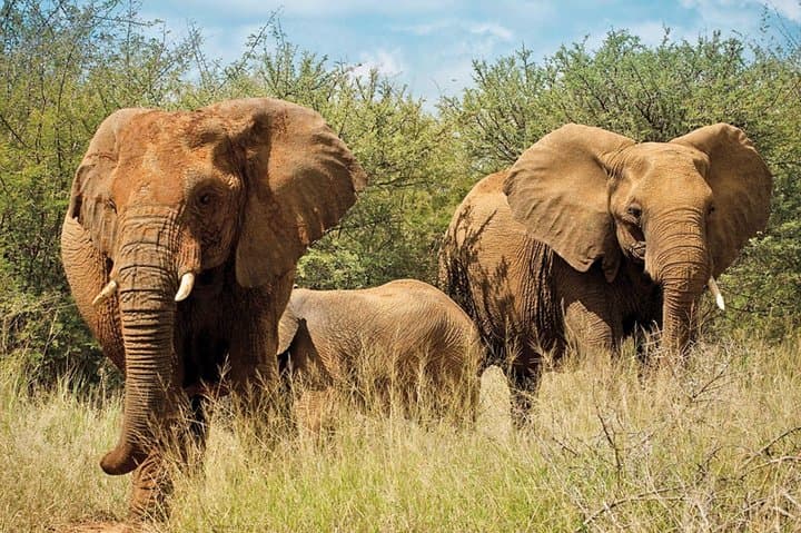 Mikumi Game Drive Safari: 2-Day Wildlife Adventure from Dar es Salaam photo 5