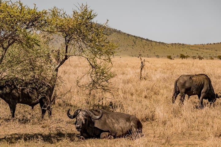 Mikumi Game Drive Safari: 2-Day Wildlife Adventure from Dar es Salaam photo 6