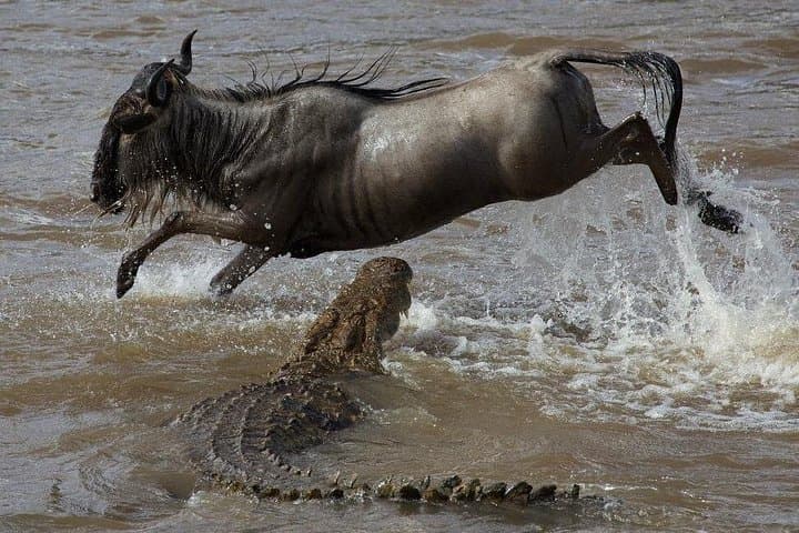Mombasa to Masai Mara: 3-Day Air Safari for Big Five and Migration Viewing photo 4
