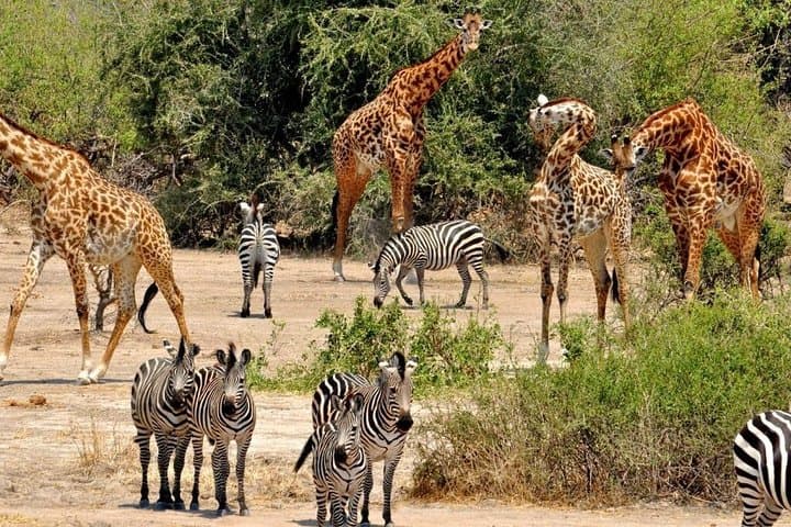 8-Day Southern Circuit Safari: Selous, Mikumi & Ruaha Wildlife Expedition
