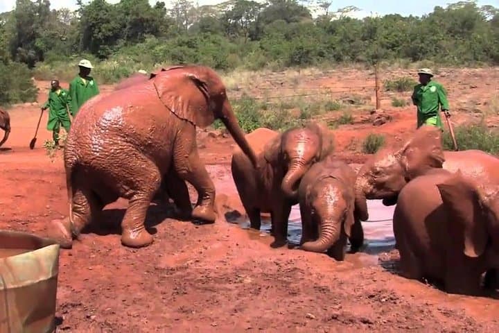 Face to Face with Rothschilds: Giraffe Centre, David Sheldrick & National Museum Day Tour photo 5