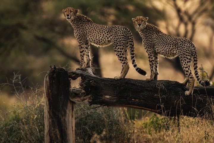 8-Day Southern Circuit Safari: Selous, Mikumi & Ruaha Wildlife Expedition photo 3