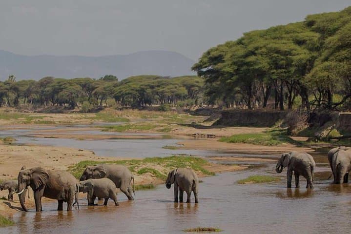 8-Day Southern Circuit Safari: Selous, Mikumi & Ruaha Wildlife Expedition photo 4