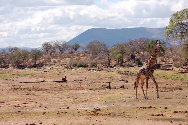 8-Day Southern Circuit Safari: Selous, Mikumi & Ruaha Wildlife Expedition photo 5