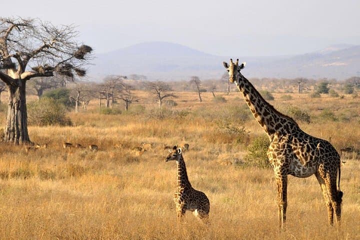 8-Day Southern Circuit Safari: Selous, Mikumi & Ruaha Wildlife Expedition photo 6
