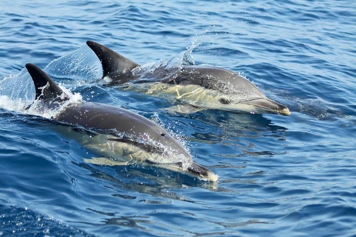 Lisbon Dolphin Watching with a Marine Biologist — RIB Ocean Safari