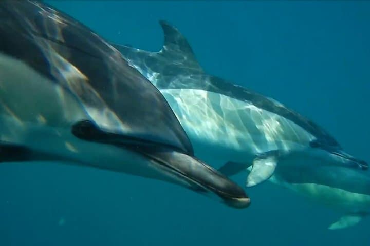 Lisbon Dolphin Watching with a Marine Biologist — RIB Ocean Safari photo 3