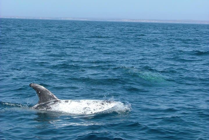 Lisbon Dolphin Watching with a Marine Biologist — RIB Ocean Safari photo 6