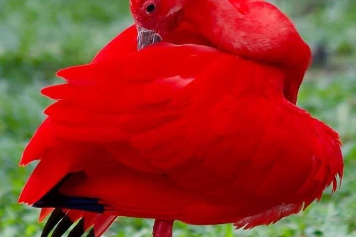Yerette Hummingbird Sanctuary & Caroni Swamp Wildlife Tour — Hummingbirds to Scarlet Ibis