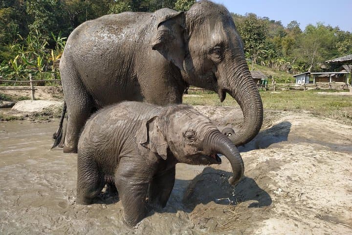 Chiang Mai Elephant Home: One-Day Jungle Hike & Ethical Elephant Experience photo 4