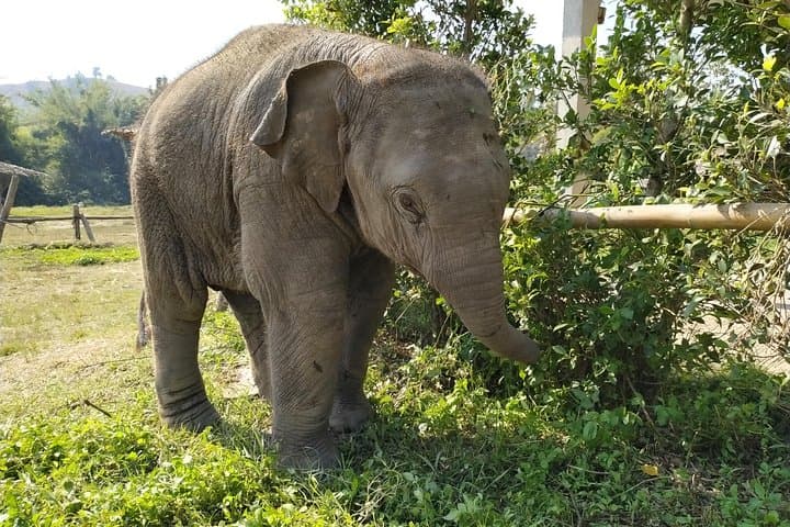 Chiang Mai Elephant Home: One-Day Jungle Hike & Ethical Elephant Experience photo 5