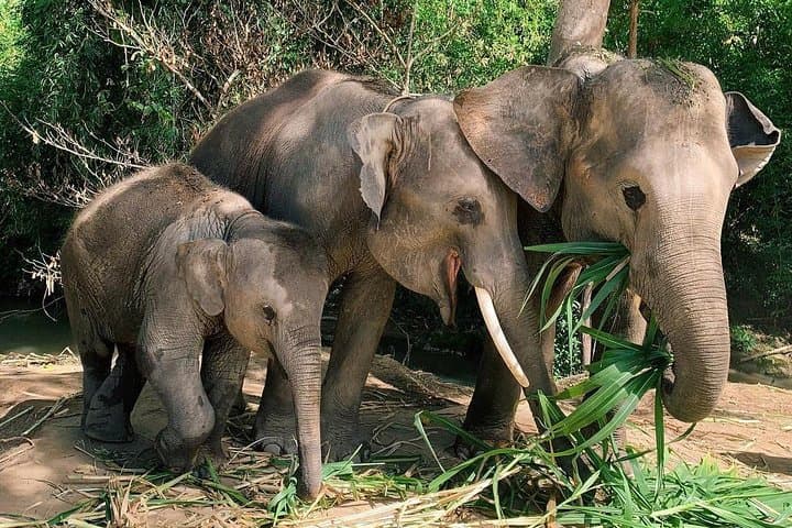 Chiang Mai Elephant Home: One-Day Jungle Hike & Ethical Elephant Experience photo 6