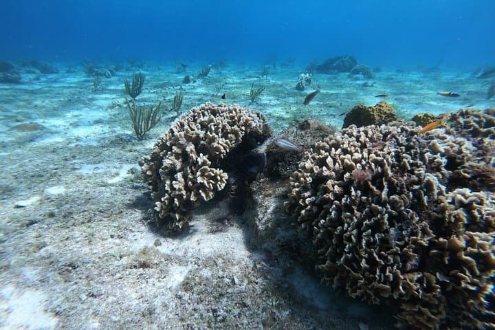 Cozumel Snorkel from Tulum: El Cielo, Palancar & Colombia Reefs photo 5
