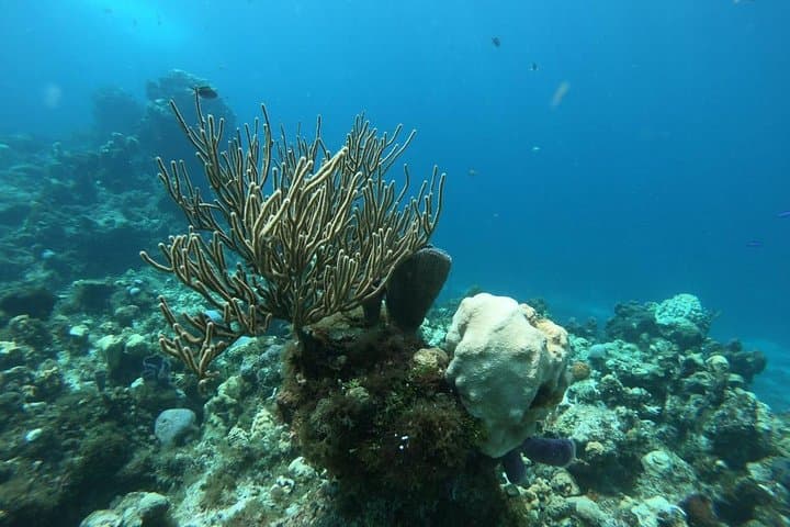 Cozumel Snorkel Experience from Cancun — El Cielo, Palancar & Colombia Reefs photo 4