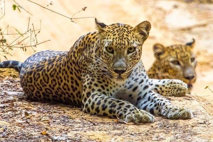 10-Day Private Sri Lanka Classic Tour with Driver and Luxury Vehicle photo 2