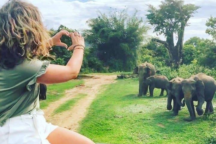 Kandy to Sigiriya & Minneriya Safari Day Tour — Climb Sigiriya, Explore Dambulla, Spot Wild Elephants photo 6