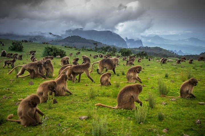 Day Trek Across the Simien Ridge: Geladas, Gorge Views & High-Elevation Hiking