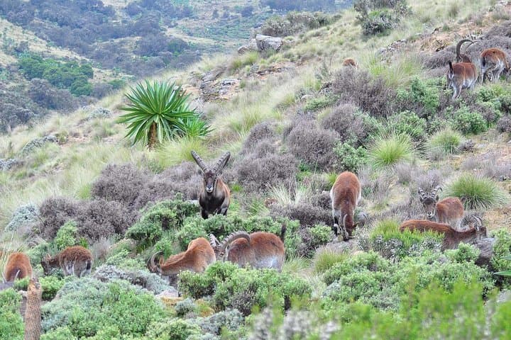 Day Trek Across the Simien Ridge: Geladas, Gorge Views & High-Elevation Hiking photo 4